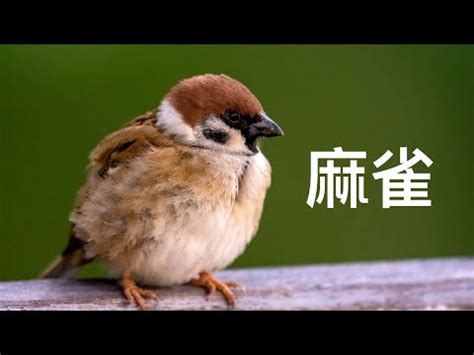 麻雀飛進家裡代表什麼|【麻雀飛進家裡代表什麼】飛雀臨門，吉兆還是兇兆？麻雀飛進家。